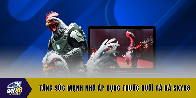 Tăng sức mạnh nhờ áp dụng thuốc nuôi gà đá SKY88
