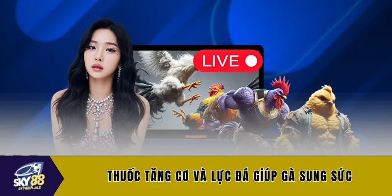 Thuốc tăng cơ và lực đá giúp gà sung sức